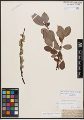 Salix bicolor Ehrh. ex Willd.